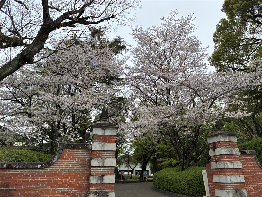熊本大学黒髪キャンパスの桜