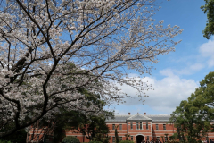 卒業生を祝福する五高記念館と桜