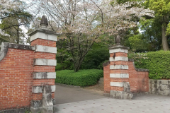 新入生を祝福する赤門の桜