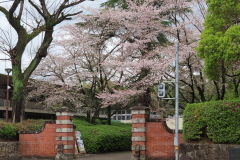 新入生を祝福する赤門の桜