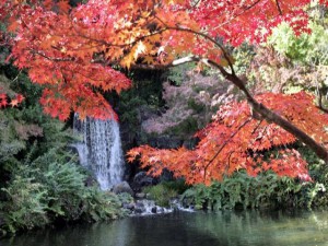 万博公園紅葉画像