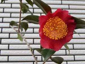 ⑤13回 Hさん 紅梅 023