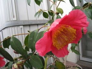 ⑬ 18回 Oさん0363.3.31