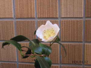 ② 13回 Tさん 肥後白雪 6187 lit