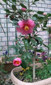 ⑰ 18回 Iさん 艶姿(肥後山茶花)20140301170508