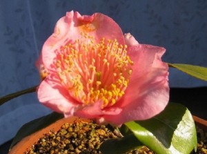 ④ 16回 Mさん 田原坂 4.14.3118