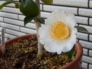 ⑲ 賀茂本阿弥.009・