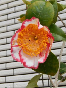 ⑯ 13回 Hさん 王冠 064