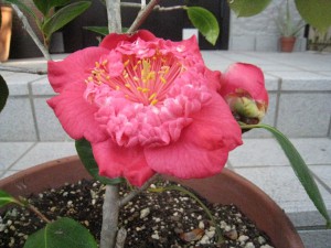 ⑩ 18回 Mさん 4.1.2549