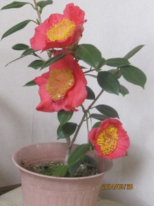 ⑱ 22回 Oさん5551.3.28