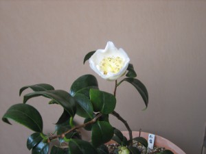 ⑥ 13回 Tさん 肥後白雪 6185