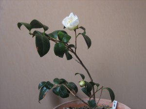 ⑦ 13回 Tさん 肥後白雪 6184