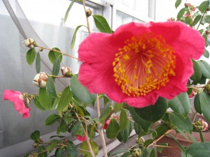 ⑫ 18回 Oさん0365.3.31