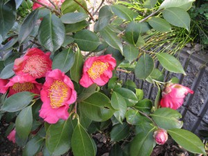 ⑭ 16回 Mさん 肥後大関 4.11. 2983