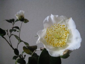 ⑪18回 Mさん 肥後白雪 3176