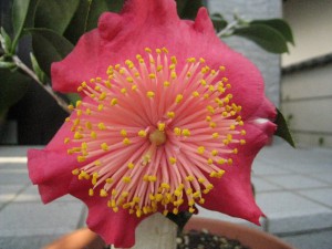 ⑧ 16回 Mさん 紅梅 4.1.2559.