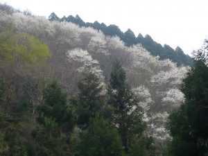 ①26年4月妙見山桜の森20140410_10 (3)