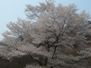 ②26年4月妙見山桜の森20140410_03 (3)