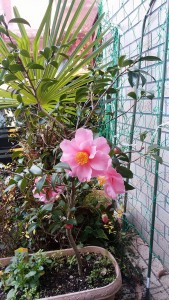 ⑧18回・Iさん今泉・艶姿IMG_20160106_104905