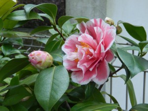 _13回・Hさん萩尾・光源氏086