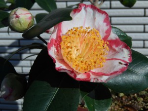 ①13回・Oさん萩尾・王冠028