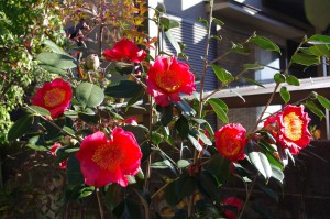 ⑤18回・Sさん末廣・大関IMGP0604