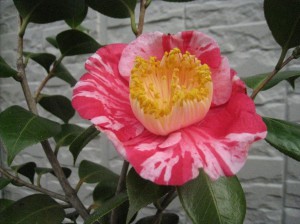 ③16回・Mさん本島・幸楽IMG_1582