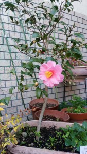 ⑯18回・Iさん今泉・艶姿IMG_20160101_084001