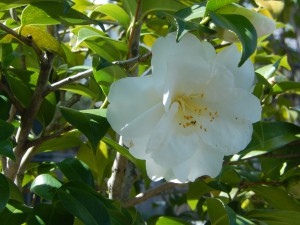 _13回・Hさん萩尾・白雪姫(寒椿系)027