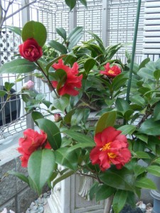 ⑱13回・Hさん萩尾・いろり火075