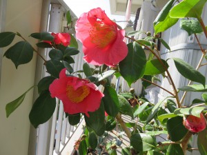 ⑫18回・Oさん太田IMG_0270