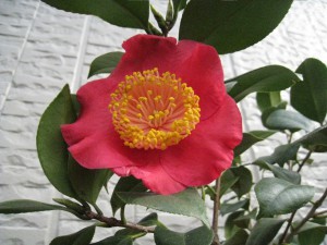 ⑭18回・Mさん本島・紅梅IMG_1036