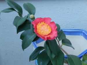 ⑬13回・Hさん萩尾・紅梅092