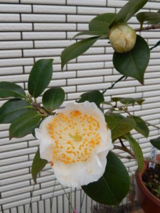 ⑦13回・Hさん萩尾・満月071