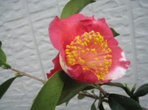 ⑥16回・Mさん本島・夜桜IMG_1310