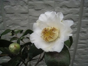 ④18回・Mさん本島・白雪IMG_1254