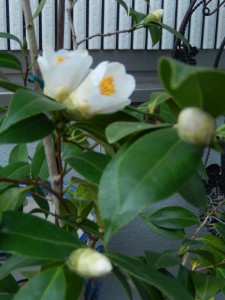 ⑰13回・Hさん萩尾・最小白椿 久留米系073