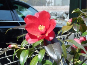 ⑳13回・Hさん萩尾・紅孔雀090