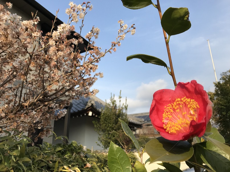 16回 Mさん 肥後大関