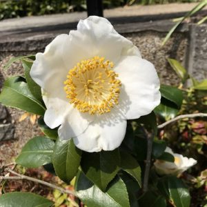 16回 Mさん 肥後白雪