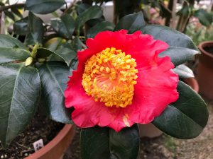 16回 Mさん 紅梅