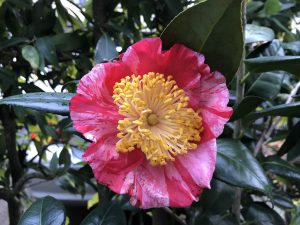 16回 Mさん 幸楽