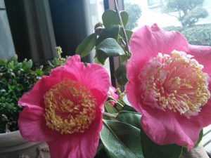 16回 Tさん 肥後大関