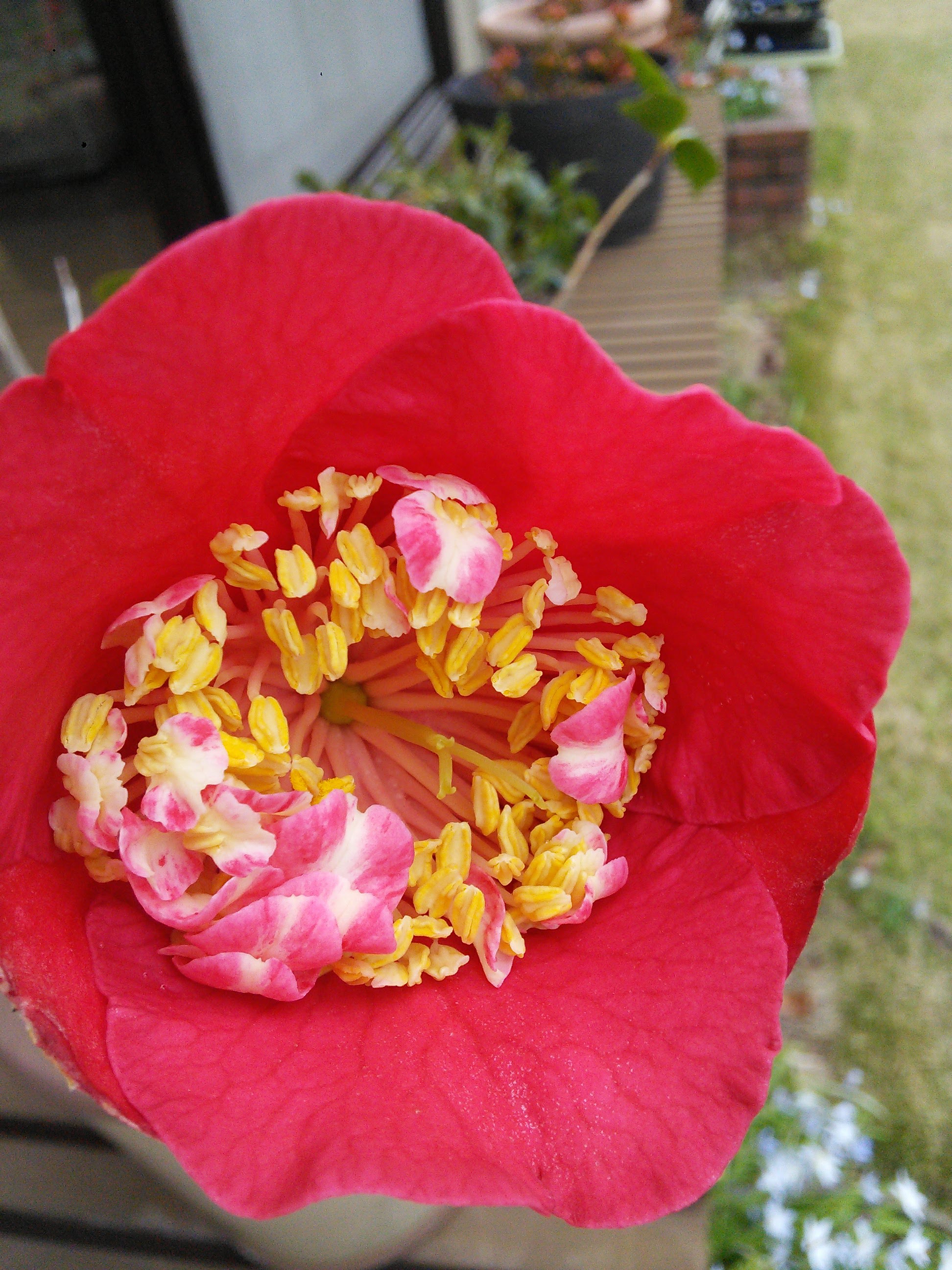 16回 Tさん 肥後大関