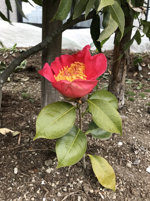 18回 Mさん 肥後大関