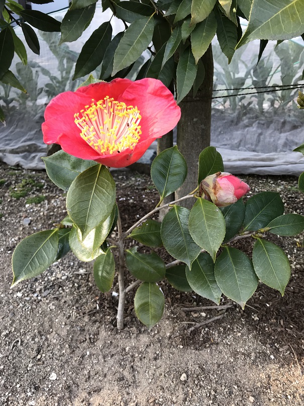 18回 Mさん 肥後大関