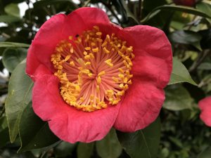 18回 Mさん 肥後大関