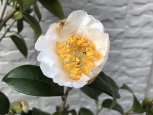 18回 Mさん 肥後白雪