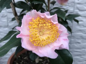 18回 Mさん 田原坂