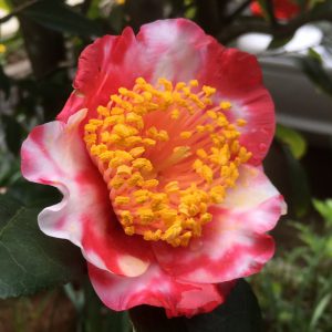 18回 Mさん 夜桜